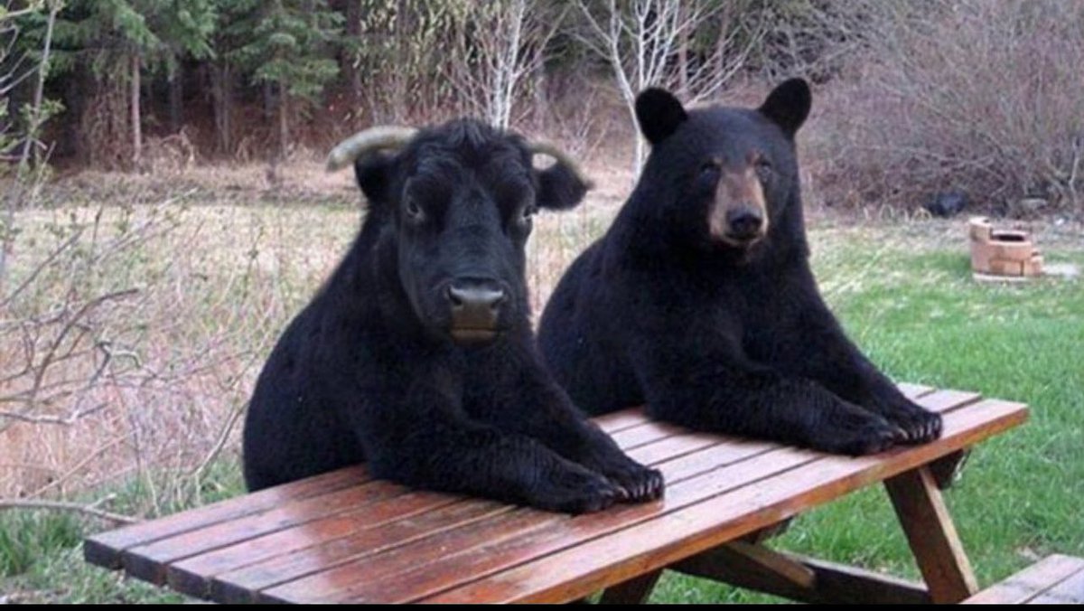 Abdullah tweet media