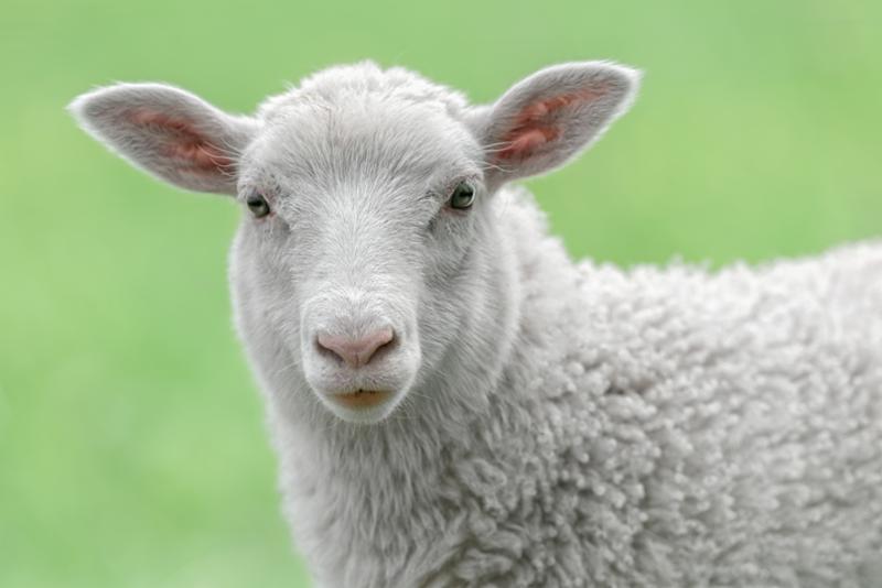 PJsPeace's tweet photo. The Good Sheep
#Podcast
https://t.co/fDT3RSgCfk https://t.co/T1KQoxrTQ7
