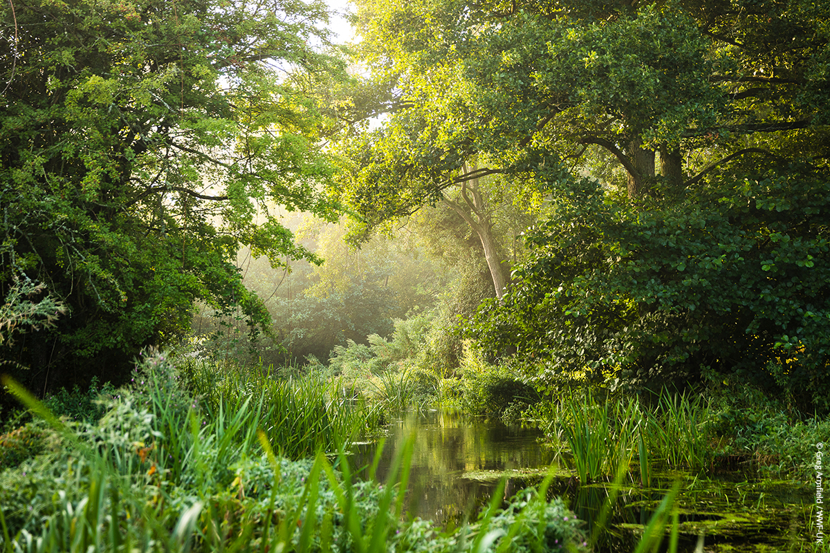 view down a river, with plantlife bursting into bright greenery along either bank, trees overhanging with the sun shining through the branches