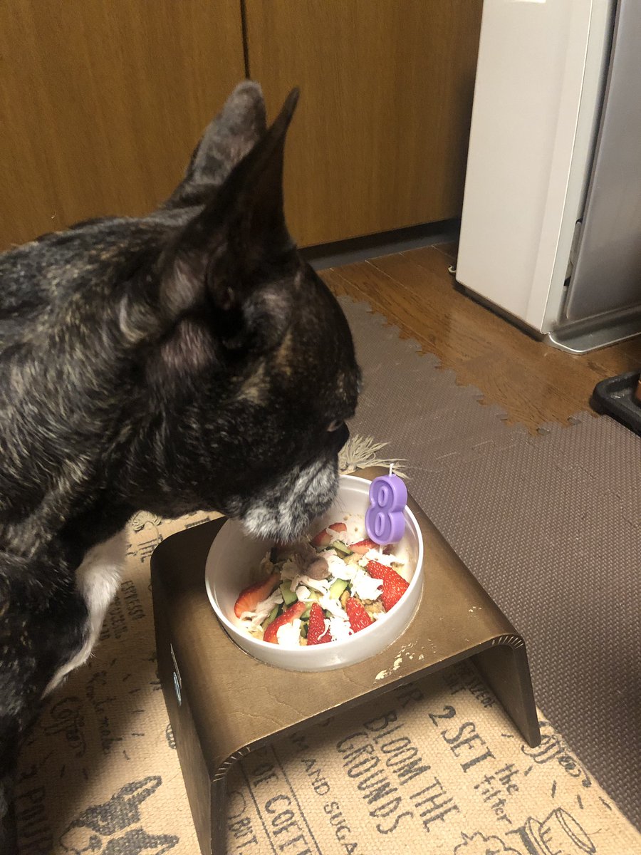 Misya28's tweet image. 昨日　８歳の誕生日を向かえることができました😄💕
ちょっとだけ  豪華な🍚でお祝い🥂
８歳も元気に過ごそうね😊