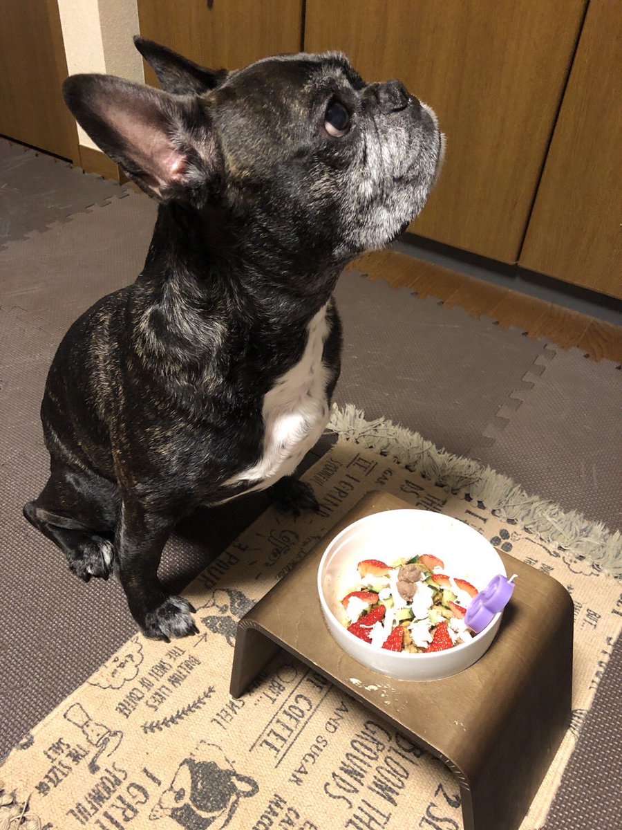 Misya28's tweet image. 昨日　８歳の誕生日を向かえることができました😄💕
ちょっとだけ  豪華な🍚でお祝い🥂
８歳も元気に過ごそうね😊