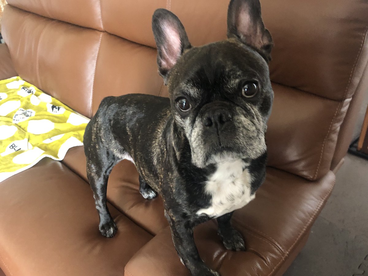 Misya28's tweet image. 昨日　８歳の誕生日を向かえることができました😄💕
ちょっとだけ  豪華な🍚でお祝い🥂
８歳も元気に過ごそうね😊