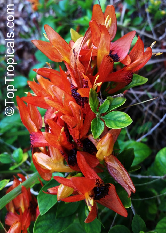 toptropicals's tweet photo. #Ruttya Fruticosa Orange - Rabbit Ears is a large #floweringshrub or vining creeper reaching 5-10ft tall and wide. Blooms in winter through spring and summer. Attracts hummingbirds and butterflies. Very rare!
https://t.co/MskQo1AYcS
#rareplants
#winterbloomers
#WednesdayWisdom https://t.co/VbRpQaWPUn