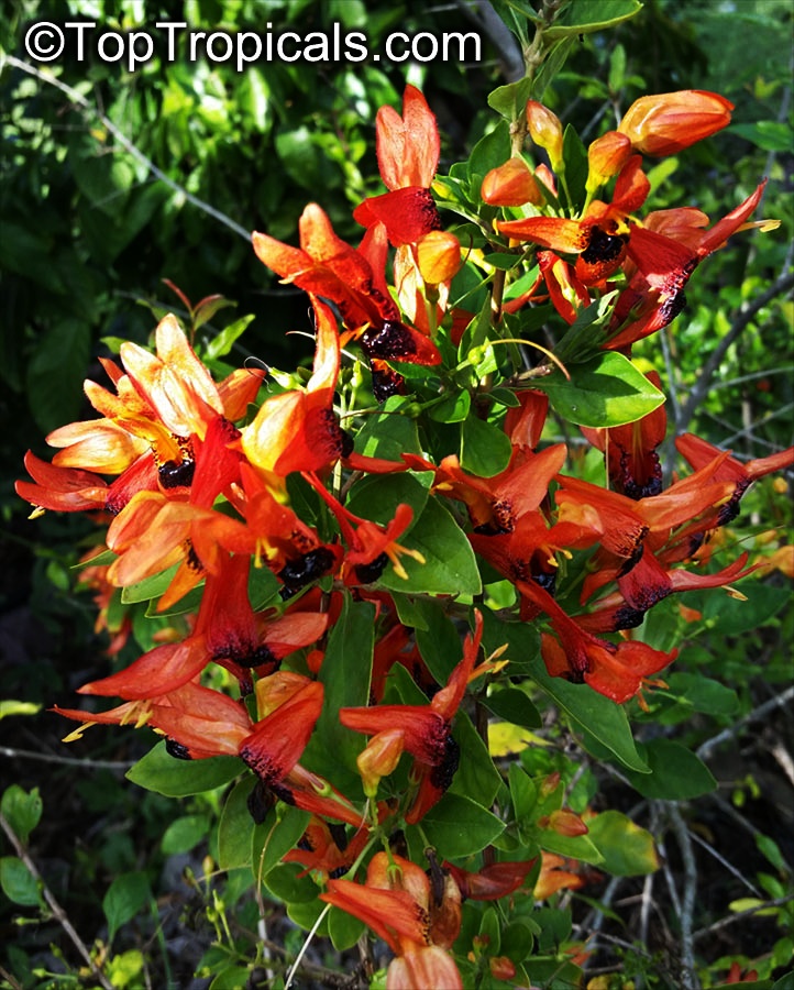 toptropicals's tweet photo. #Ruttya Fruticosa Orange - Rabbit Ears is a large #floweringshrub or vining creeper reaching 5-10ft tall and wide. Blooms in winter through spring and summer. Attracts hummingbirds and butterflies. Very rare!
https://t.co/MskQo1AYcS
#rareplants
#winterbloomers
#WednesdayWisdom https://t.co/VbRpQaWPUn
