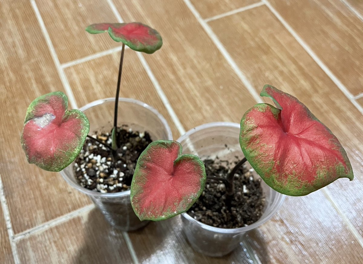 💚리버스 식목일 RT이벤트💚

리버스 식목일 기념 2분 추첨해서 
두번째 사진의 칼라디움 레드 포인트(추정) 보내드려요! 

🤍조건🤍
식계 한정! 팔로우무관
택비 4,000원(우체국)부담가능하신분

하나의 구근을 잘라서 나눈 칼라디움입니다. 
이 점 참고해주세요😌