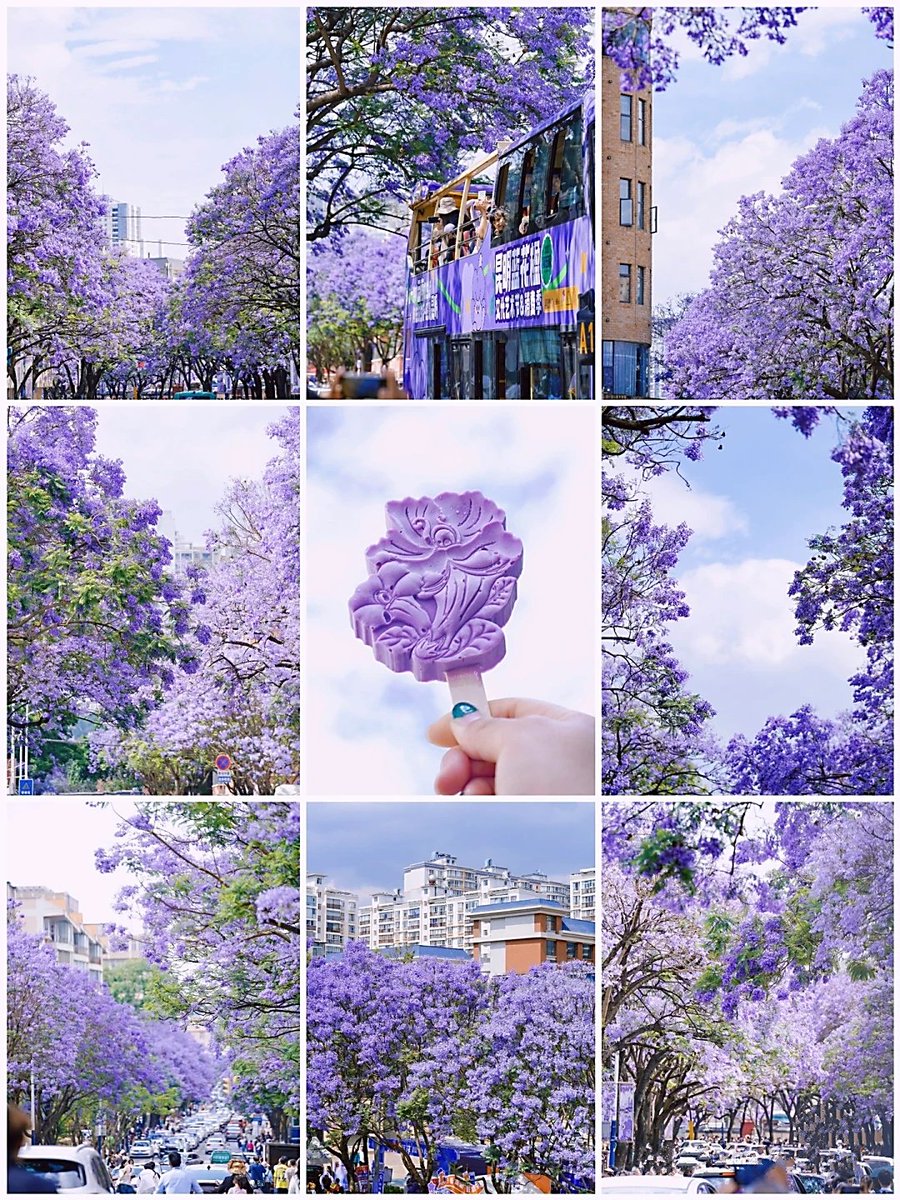 TTmomo20220222's tweet photo. 📍Blue jacaranda from Kunming, Yunnan, China.🇨🇳
💙蓝花楹•昆明五月的紫色浪漫💜⬇️ https://t.co/ZraMonrlfu