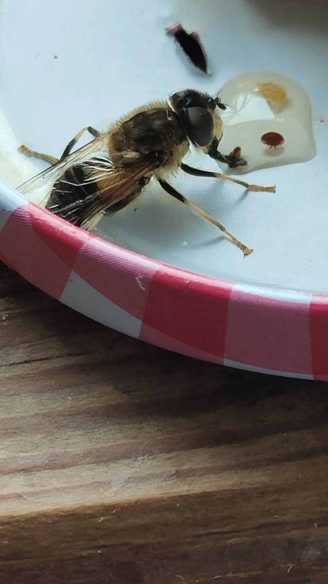 A wee honey bee that came into the kitchen today so had to feed him some of my natural honey straight from my hive and set him free #lovebees