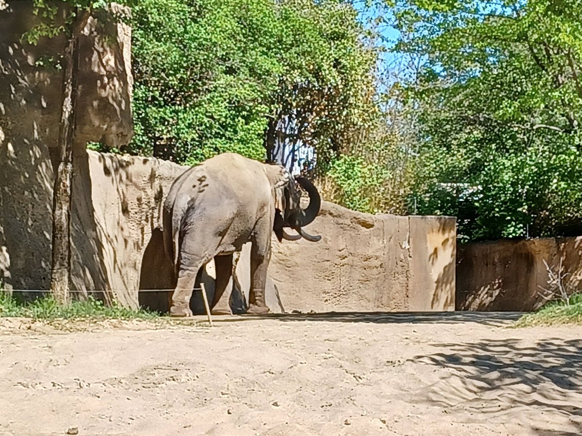 bmaibes's tweet photo. My Teaching Adventures landed me on the 1st grade Field Trip. It is such a beautiful day 🐵🦁🐧🐆🐯🦓 https://t.co/QQWE622j3a