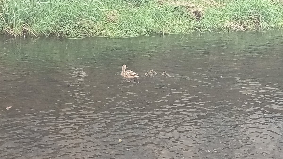 Momma duck and her ducklings 🩷