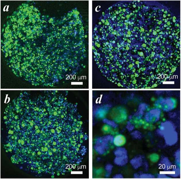 humanimmunenews's tweet photo. A team at 🏫 @BerkeleyMetBio and collaborators found that #iPSC derived #macrophages and #adipocytes cocultured 🧫 in a #microphysiological system recreated classic histological features of white adipose tissue #inflammation.
🔍 Read the full study: https://t.co/JXrTp3rGdk https://t.co/SBI0lUt5o9