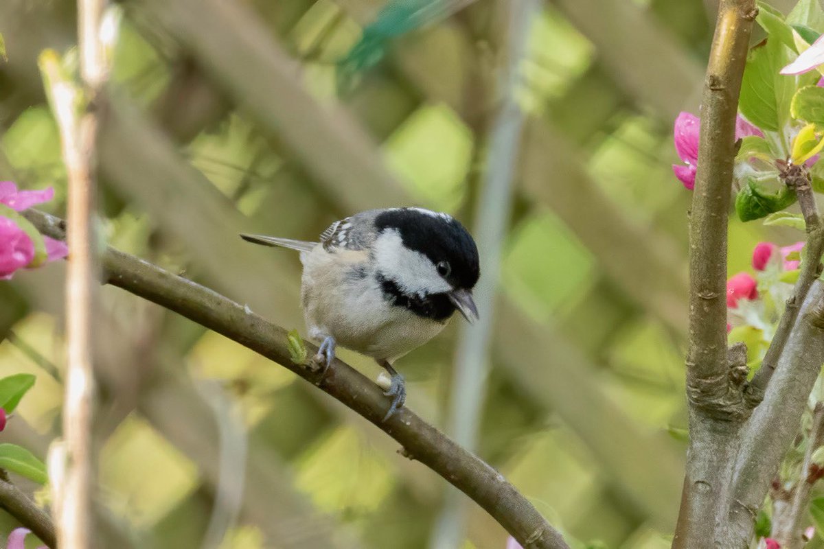 Coal Tit. Or, less likely, Marsh Tit 🙂 Taken in the garden last weekend.