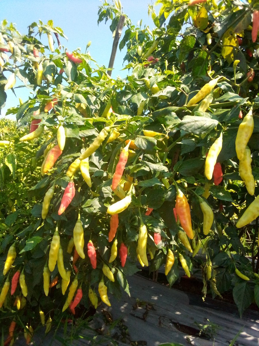 baghost378's tweet photo. Rincian menanam cabe u/2rb/btg
1roll mulsa 700k
Kohe 20karung 500k
Pupuk dasar 1jt
Dolomit 100k
Bibit 400k
Pembenah tanah 200k
Anjir 800k
Racun 1jt
Perawatan 3jt
Total 7jt 700
Dari 2rb batang menghasilkan 2ton dg harga rata2 20K/kg
2TN x 20k = 40jt - 7.700 sisa 32.300 😂😂😂 https://t.co/zODLv5o4fl