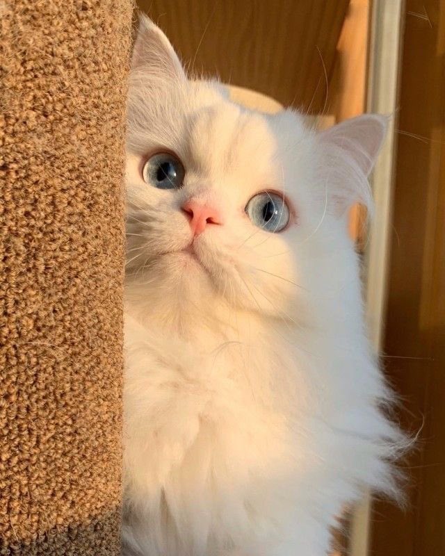 melliuly's tweet photo. ใช่เลย น้องฮุนตาฟ้าᵐᵉᵒʷˎˊ˗ https://t.co/tPpBtLtSWw