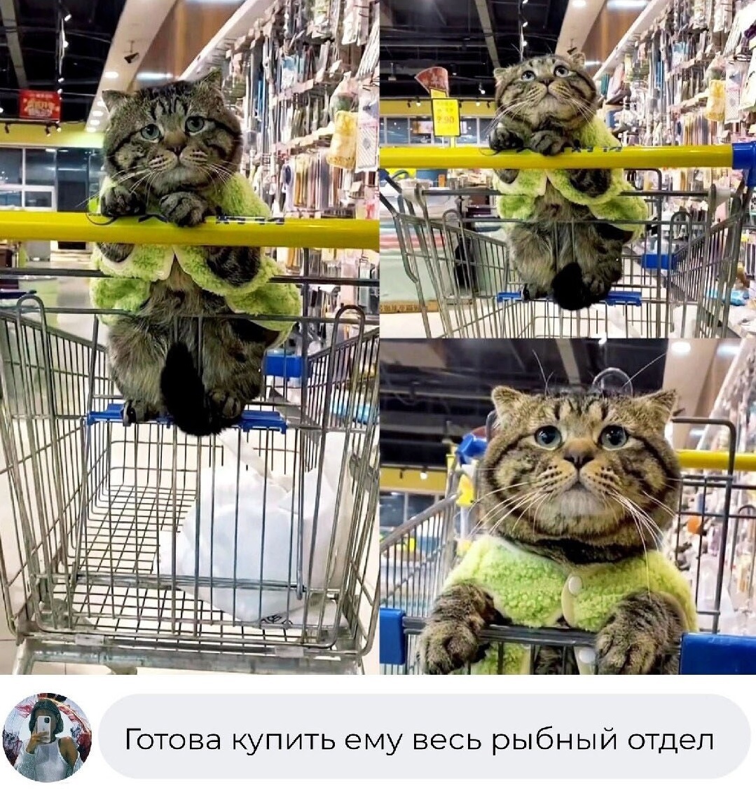 коты юмор картинки