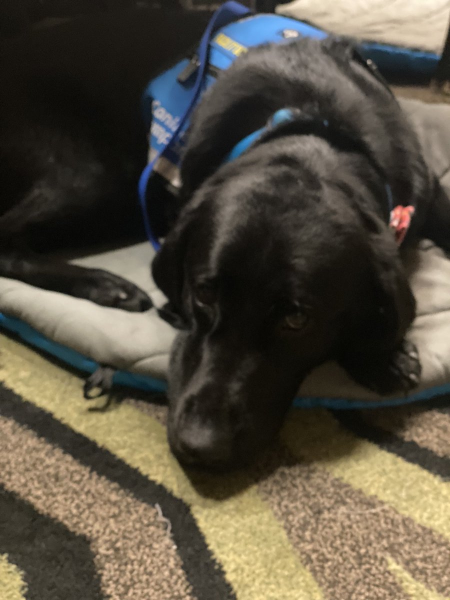 Ari listening intently at the Children in the Courts Conference in Little Rock. He’s doing very well. I’m so proud of him. #ARChildrenintheCourts23 #pawsforjustice #Caninecompanions #giveadogajob