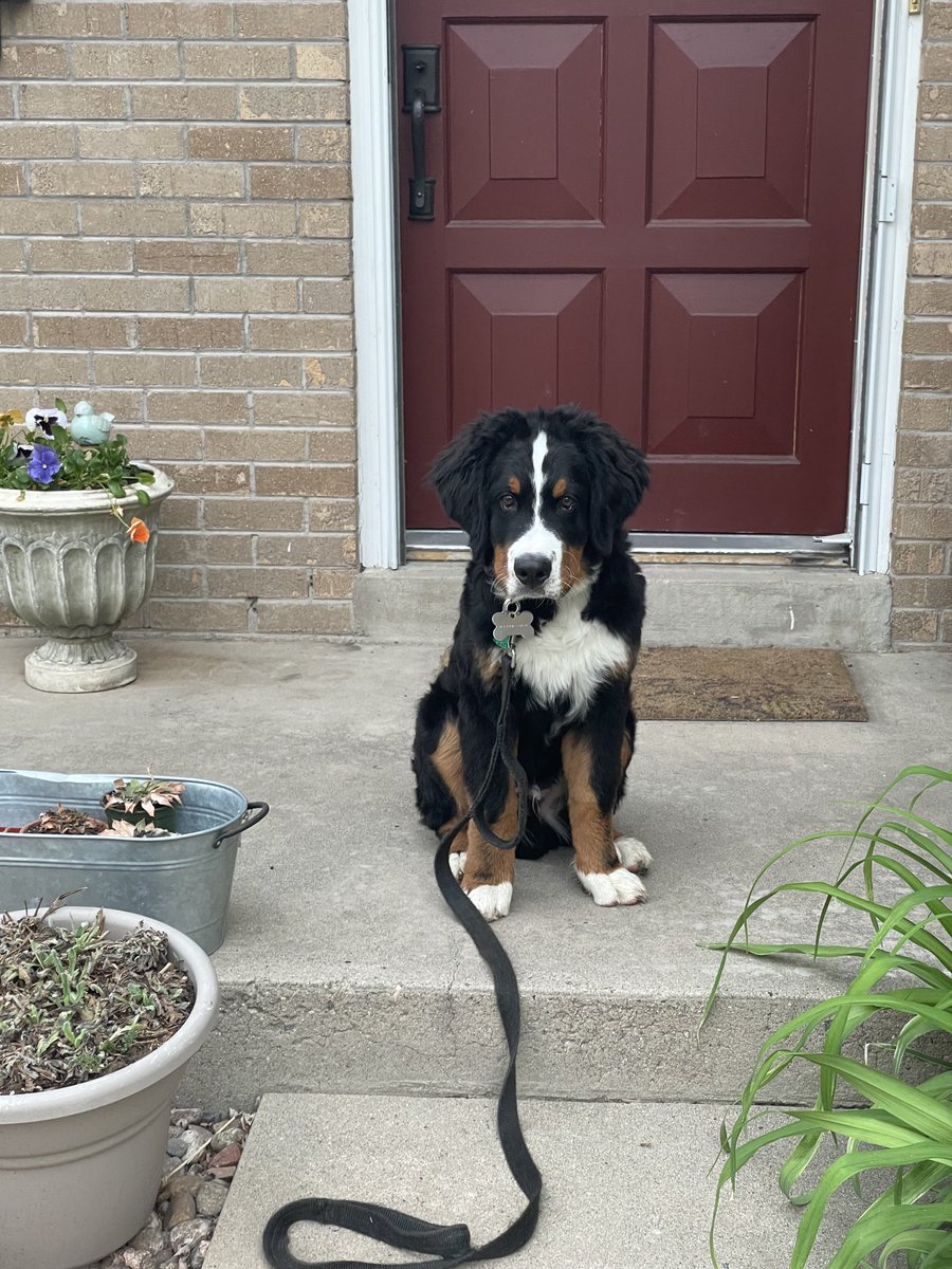 My name is RockyMo and I went on my first big boy walk this AM with my dad. So much fun!!!