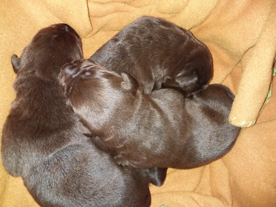 Labrador
petpost.ca/pets/dogs-pupp…