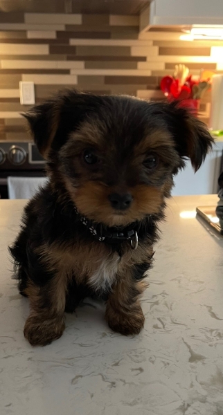 Yorkie
petpost.ca/pets/dogs-pupp…