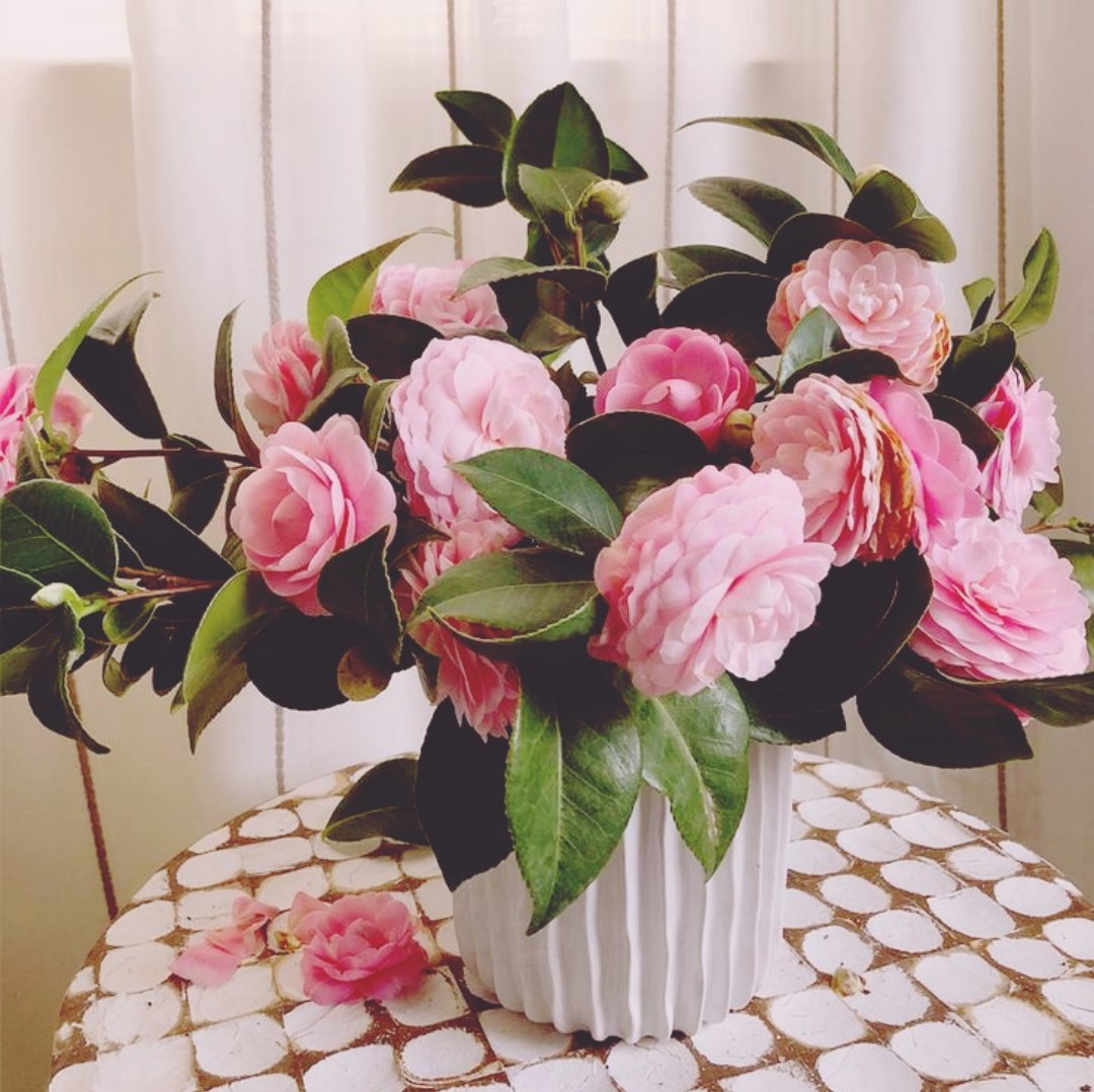 a bouquet, pink camellia, awaiting <a href="/ASSISTSGARDENIA/">*݁ ‍ ‍ ‍𝗣͟𝗘͟𝗡͟𝗘͟𝗟͟𝗢͟𝗣͟𝗘͟ .</a> on her desk at work.