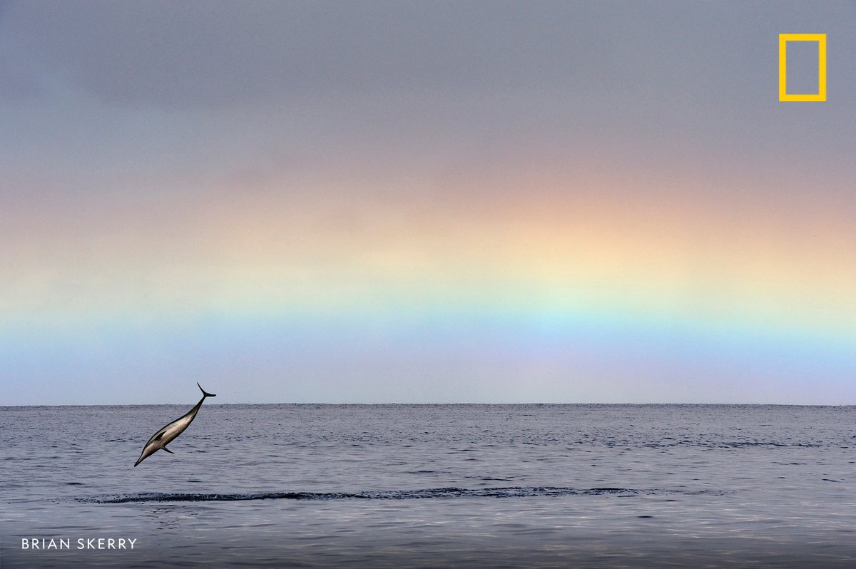 A spinner dolphin exhibits spinning behavior above waters off Oahu.