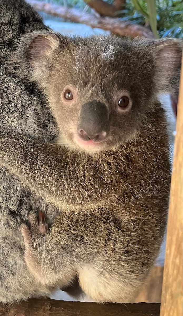 koala bear  PBS NewsHour