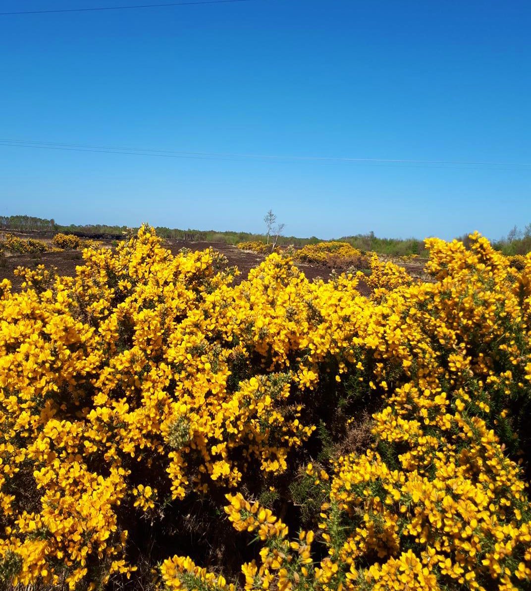 I’m making a list of cures in Irish Folk Medicine to share with children at @AircDamhsa culture camps this summer. Dockins for nettle stings, bread soda for sunburn, boiled whin bush flowers for sore throat, water gathered in a hollow stone for warts…have you any cures to share?