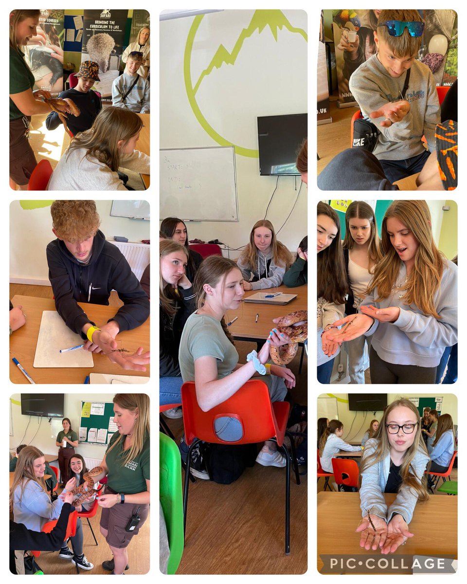NBHSpsychealth's tweet photo. A superb phobias session at @WestMidSafari, some real fears challenged! Also featuring Twigg meets ‘twig’ in the stick insect experience https://t.co/44nh49VH6C