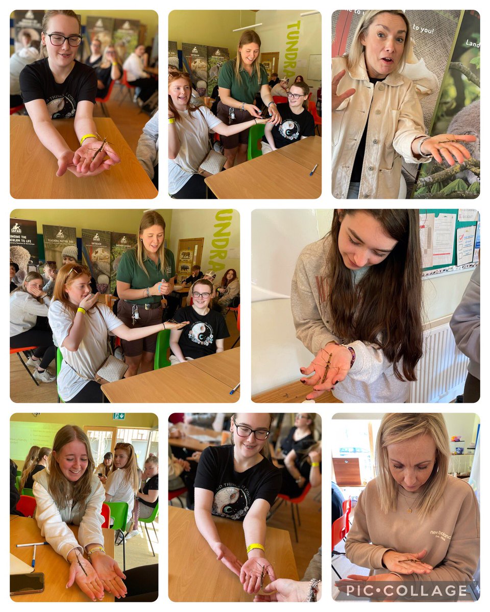 NBHSpsychealth's tweet photo. A superb phobias session at @WestMidSafari, some real fears challenged! Also featuring Twigg meets ‘twig’ in the stick insect experience https://t.co/44nh49VH6C