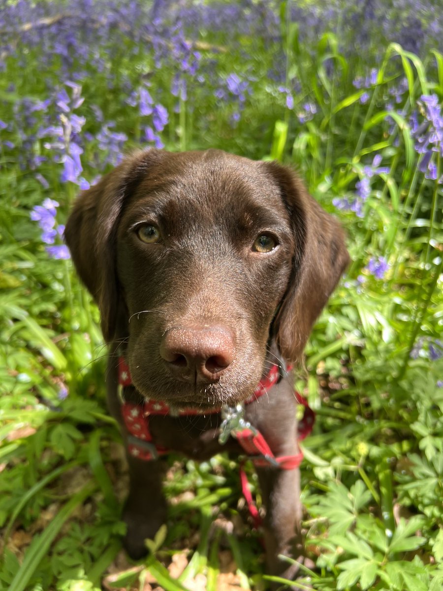 Another bluebell walk for Nancy. What a cutie! 4 months old now. 🤎🐶🌼 #DogsOfTwitter #LabradorCross #RescuePuppy #WoodlandWalks