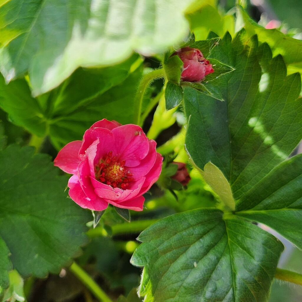 Potential 🍓

#growyourownfood 🌿 instagr.am/p/CryUjb9s0yz/
