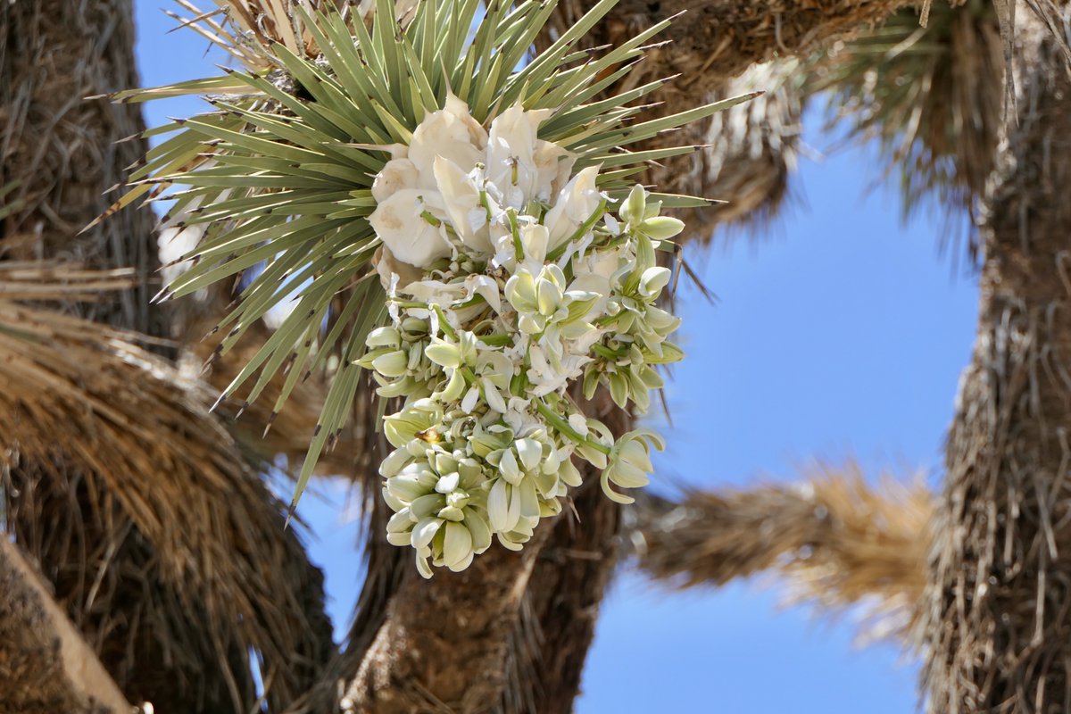 California State Parks Foundation tweet media