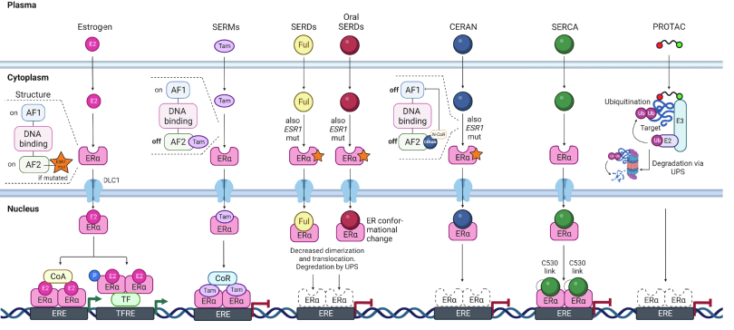 Myshastry's tweet photo. Excellent review by Corti C et al. discussing the new ER targeting agents
https://t.co/czmlkMiEf8 https://t.co/h7CsPQPUal