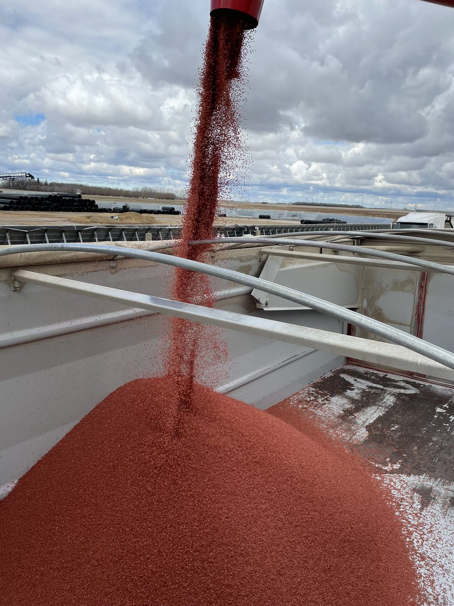 72JasonJones's tweet image. With seeding season comes STORM season treating seed with the AGI @STORMTreater