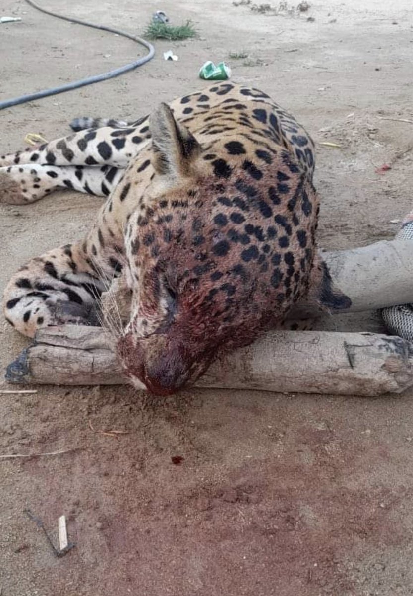 Condenamos el asesinato de este Jaguar en Siberia -Zona rural de Ciénaga, Magdalena- en el corazón de la Sierra Nevada de Santa Marta. Invitamos a la <a href="/CORPAMAG/">CORPAMAG</a> y a la <a href="/PoliciaStaMarta/">Policía Metropolitana de Santa Marta</a> a sancionar a los responsables. <a href="/VickyDavilaH/">Vicky Dávila</a> <a href="/RevistaSemana/">Revista Semana</a>