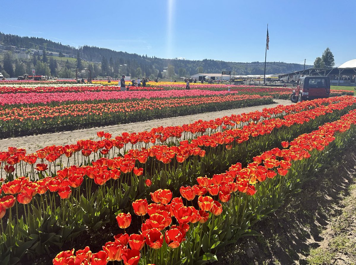 visitpierce's tweet image. Get your tickets for Knutson Farms Inc Spring Bloom knutsonfarms.us  ✨🌱🌸☀️
#traveltacoma #mountaincitysea #springbloom #springhassprung #springseason