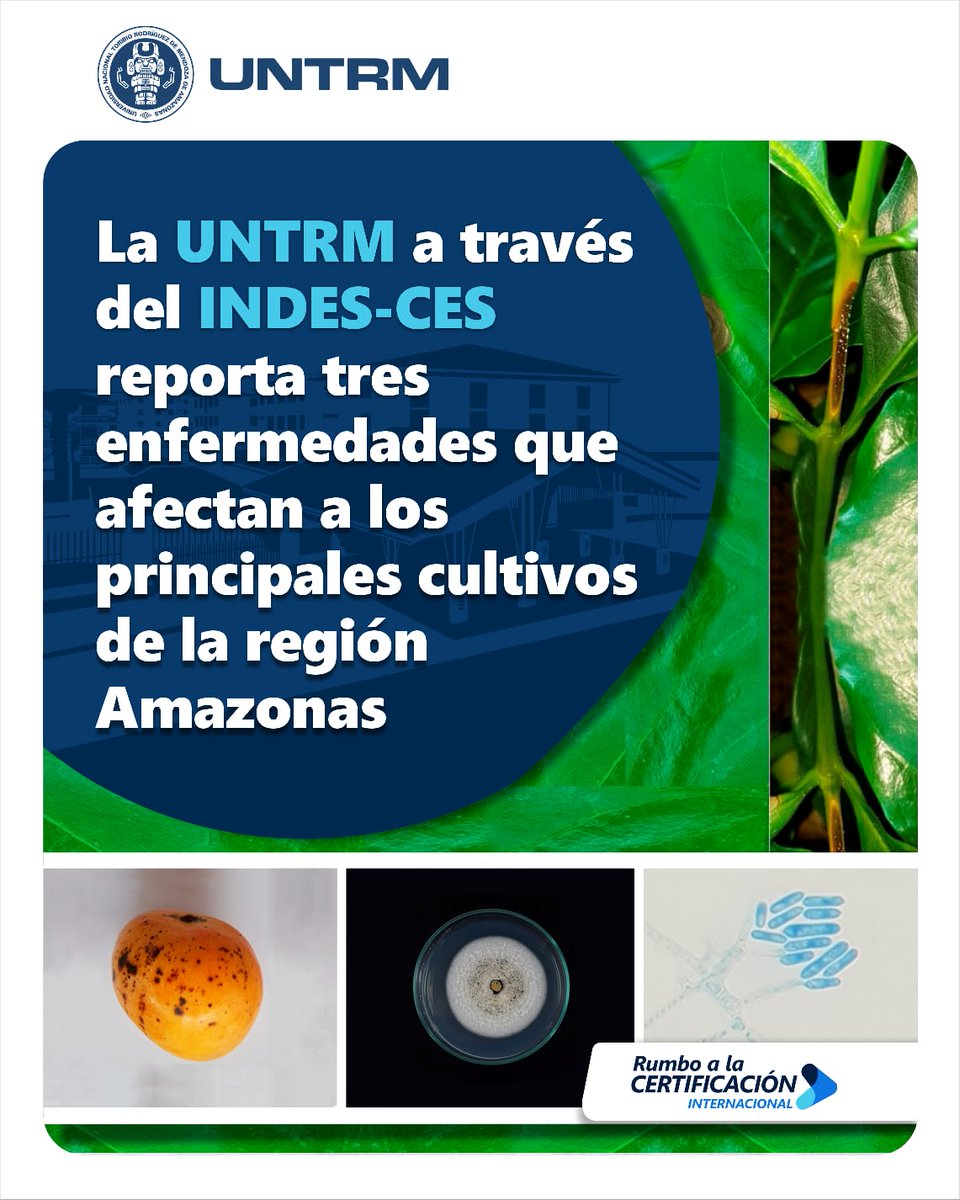 untrm's tweet photo. #NoticiasUNTRM | 🔵 La UNTRM a través del INDES-CES reporta tres enfermedades que afectan a los principales cultivos de cacao, café y mango de la región Amazonas

📍Más información en: https://t.co/K34LUWKUMS https://t.co/sebBAVBnDo
