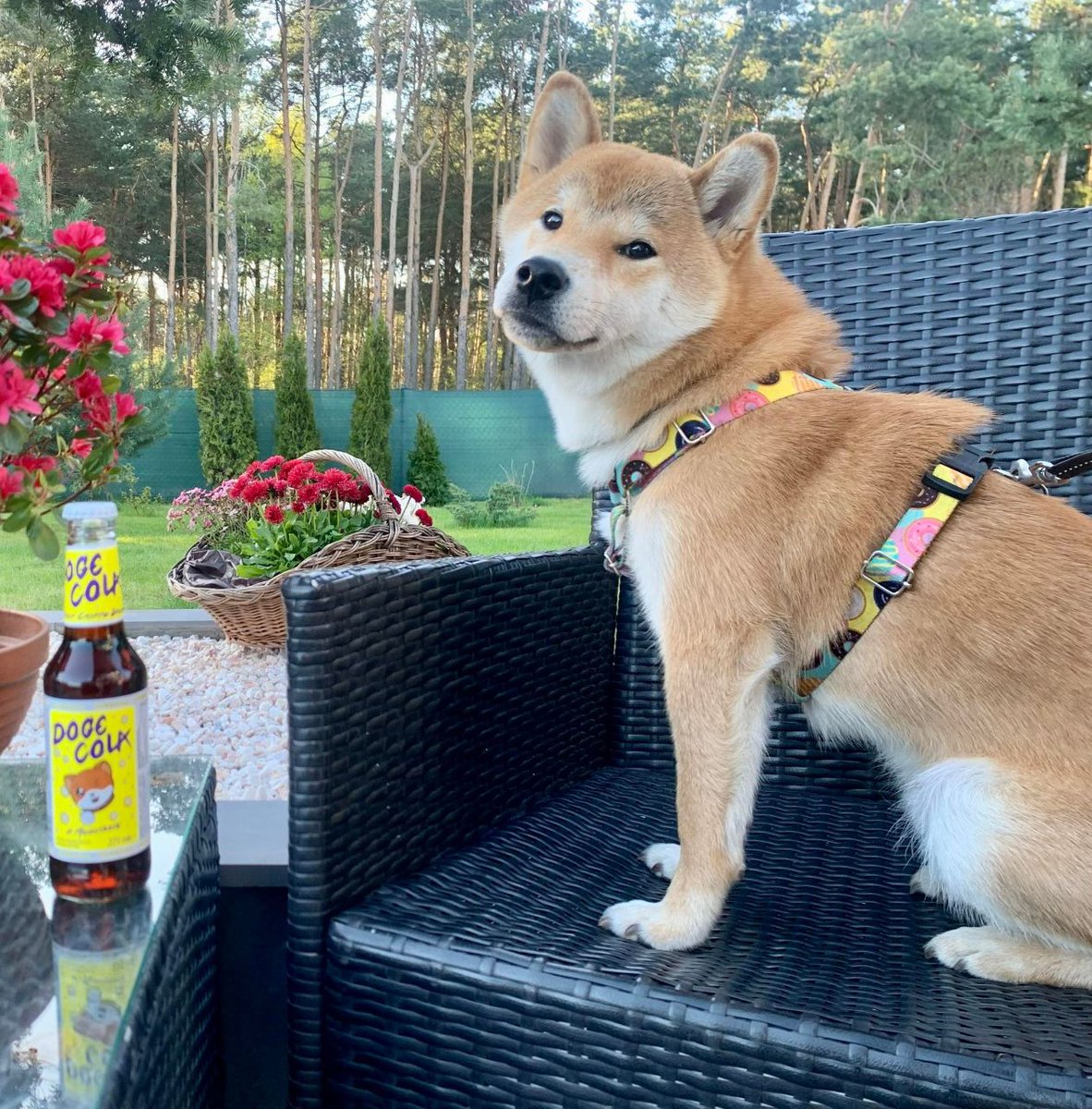 doge_cola's tweet photo. @elonmusk @EdKrassen Hugs from Toshi Elon 🐶❤️ https://t.co/QrFrBKnEdJ