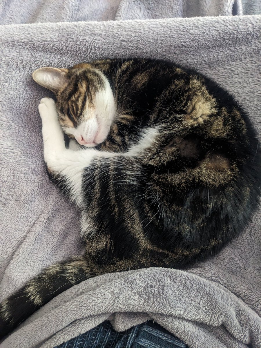 caesarmoo's tweet photo. Coworker meeting is going well. #EmmaTheCat https://t.co/aRZ6xeYoy3