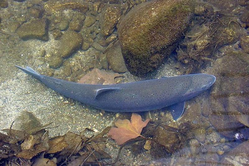 .<a href="/NOAAFisheries/">NOAA Fisheries</a> finds that the #endangered #steelhead populations in California warrant continued protection as an endangered species due to the threats of #dams, low flows, excessive #groundwater pumping, and #6PPD, a toxic chemical found in tires. bit.ly/3NuDyP0 #AB756