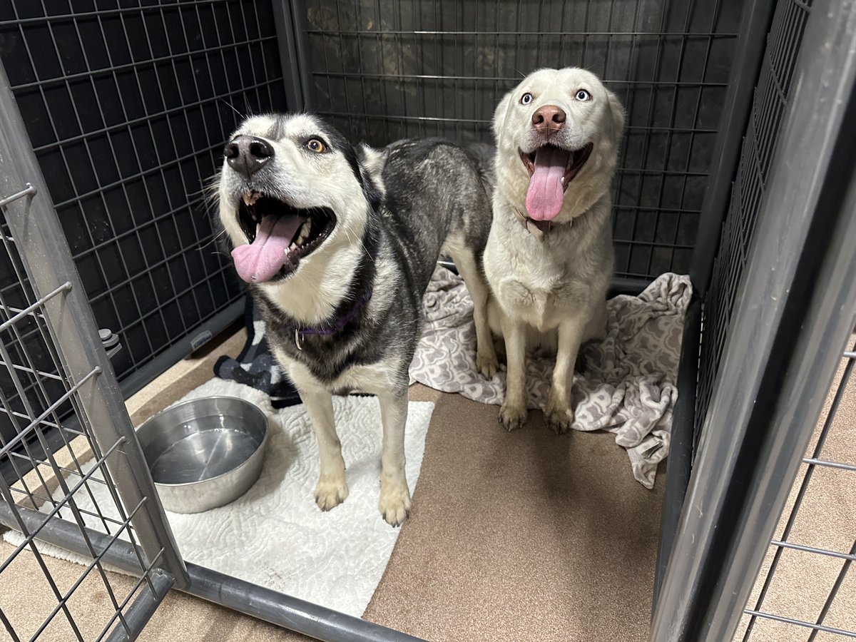 NorthglennPDPIO's tweet photo. 🐶MISSING DOGS🐶 

Do you recognize these dogs? One of our Officers picked them up in the area of 105th Pl. and Varese Ln. this morning. They are very friendly and would like to go home! They both have collars but no tags. Anyone with information please call 303.288.1535. https://t.co/55RKZXRb3p