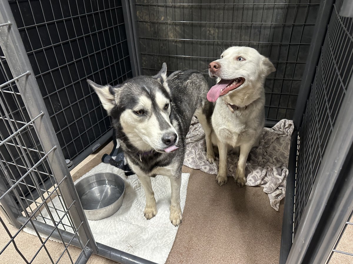 NorthglennPDPIO's tweet photo. 🐶MISSING DOGS🐶 

Do you recognize these dogs? One of our Officers picked them up in the area of 105th Pl. and Varese Ln. this morning. They are very friendly and would like to go home! They both have collars but no tags. Anyone with information please call 303.288.1535. https://t.co/55RKZXRb3p