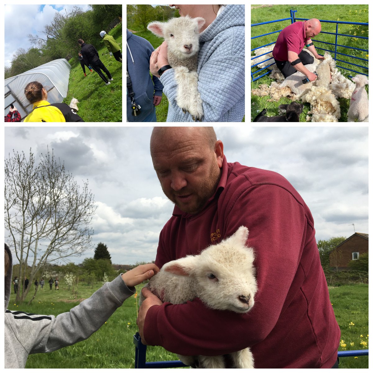 Saffron Acres tweet media