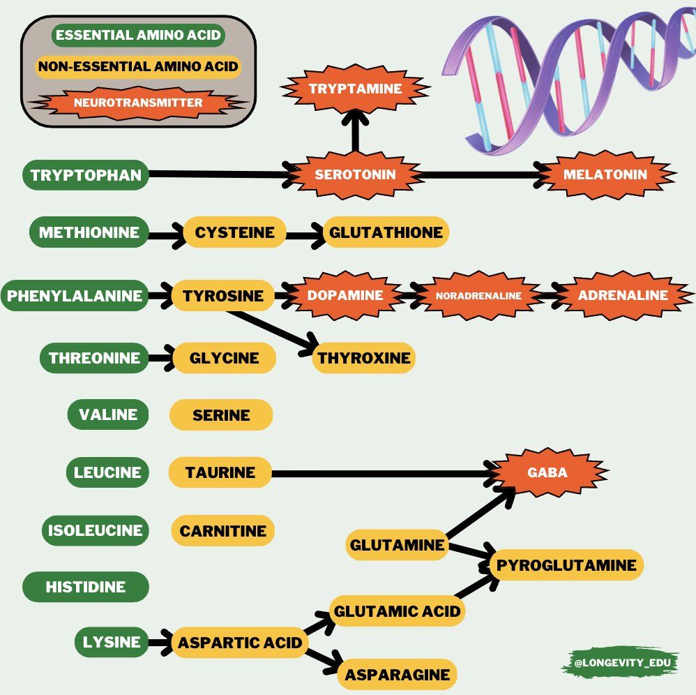 Essential Amino Acids Chart essential-amino-acids-chart