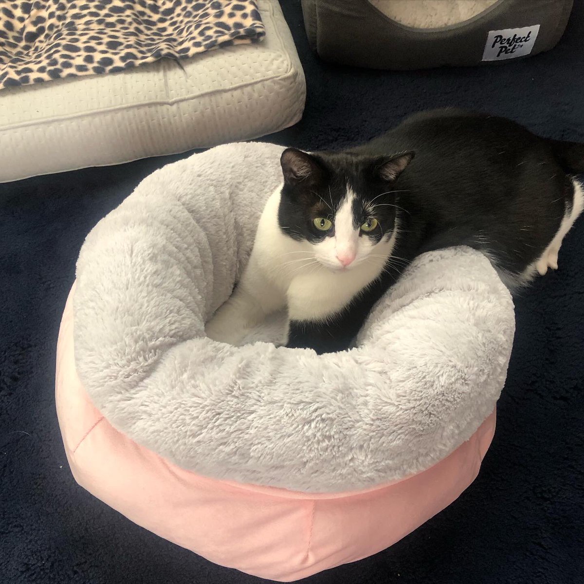 Kitty_Dingolove's tweet photo. 朝夕 寒くなってきたので、冬用のsnuggle bed に半分、入ってみましたにゃ❣️ああ、ぬくぬく♨️
- シンバ😻💞
#snuggle #snugglebed #catbed 
#catlovers #blackandwhitecat #tuxedocat #pinknosecat 
#はちわれボーイ #タキシードキャット 
#ハチワレ猫 #にゃんだふるらいふ 
#ねこのきもち https://t.co/qt5nS6ZRM8