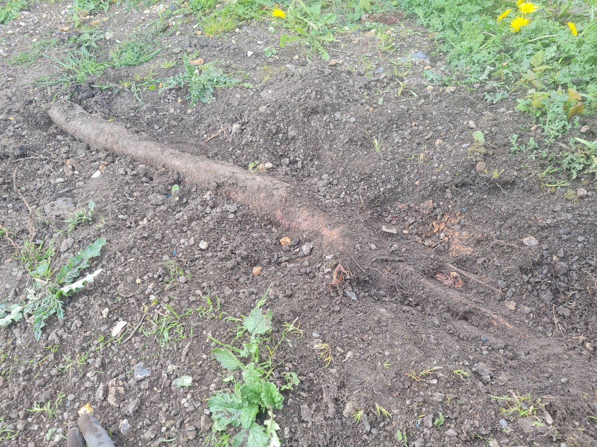 MumMum36's tweet photo. This is what @jigsawhomes think is acceptable. Before I moved in here over a year ago they removed a huge conifer tree from next to my property and promised me they would clean up the garden so it's safe for me, a single mum and 3 young children. https://t.co/ATH0iauFYw