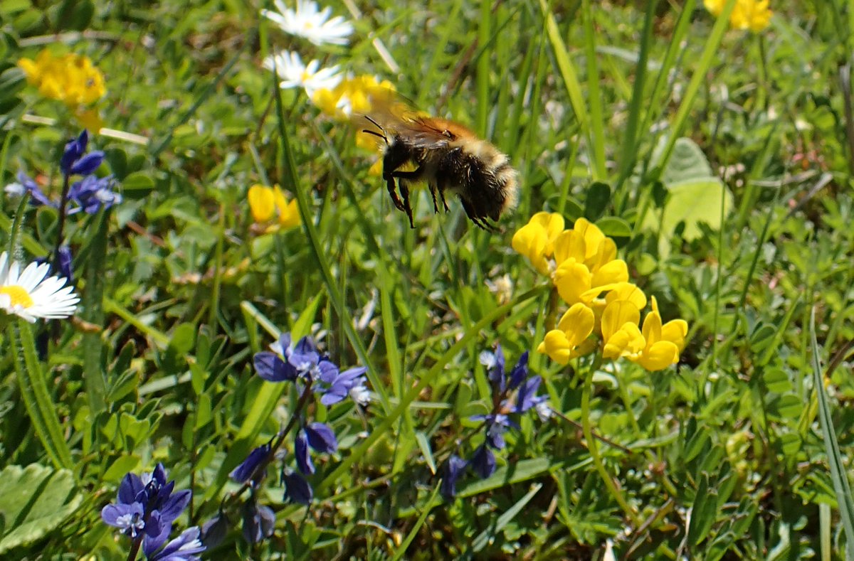 Today is Endangered Species Day, an opportunity to celebrate, learn about, and take action to protect <a href="/endangered/">Endangered Species Coalition</a> species. Our quarries are working to offer a lifeline for endangered #pollinators and solutions to reverse their decline across Europe. 🐝💛
cembureau.eu/media/ck5he3ww…