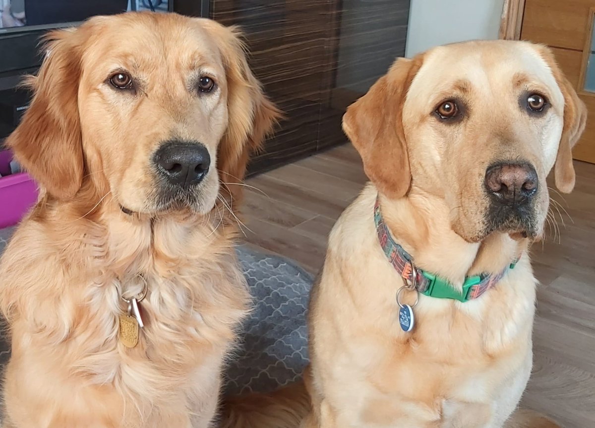 Rehoming appeal for a bonded pair in the Manchester area - Ned, Labrador, age 4 and Oakley, Golden Retriever age 3 🐶

Ned and Oakley are two healthy, lively boys looking to be rehomed together due to their previous owner no longer being able to care for them (1/5) 👇