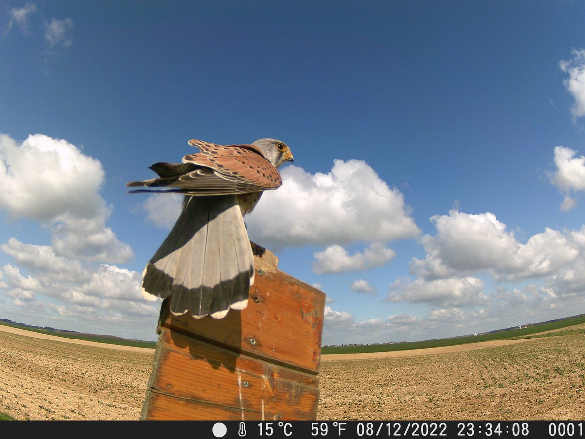 🦅 Faucon crecerelle posé sur un perchoir à rapace installé a l'hiver 2022-2023 sur une bande fleurie chez un agriculteur d'Eure et loir 🧑‍🌾

@chambagri28