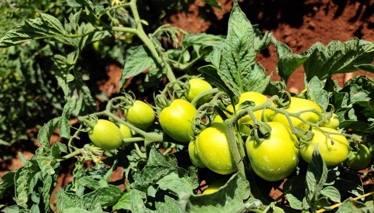 Trying out @SeedCoZimbabwe's HTX 14 F1 tomatoes for the first time after learning about its potential yield of over 100t per ha. Proving to be an excellent determinate, open field tomato variety. The clusters are impressive! Suitable for all kinds of processing & Fresh market 🍅