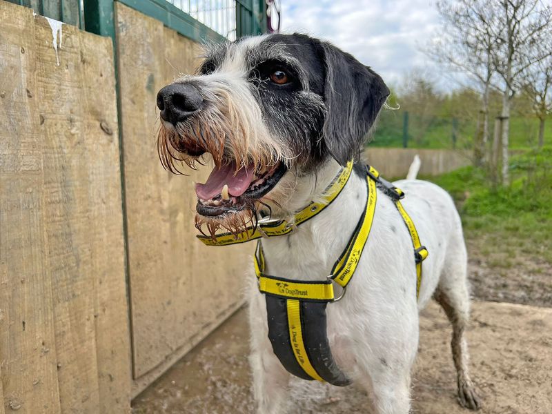 JohnnyHoffs on Twitter "RT AdoptionsUk Please retweet to help Patch